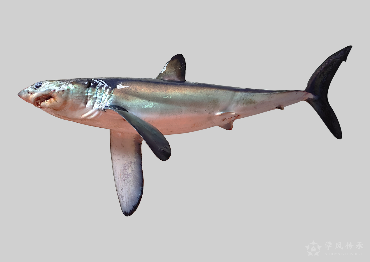 接下来是较为少见的长鳍鲭鲨,也是刘攀同学梦寐以求想见到的的鲨鱼