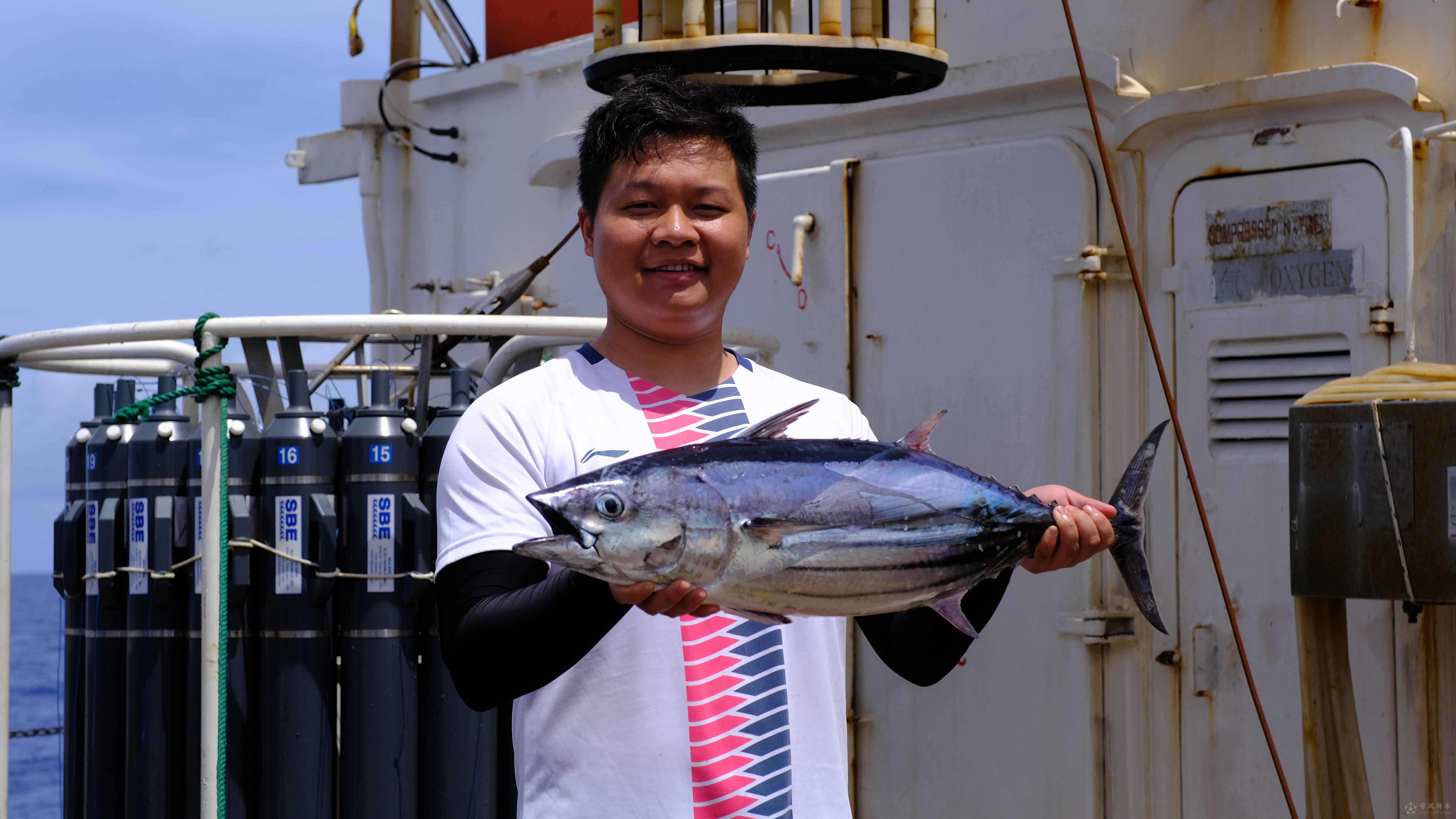 可制成柴鱼,罐头及生鱼片的鲣鱼,属于产量最大的"金枪鱼",常被延绳钓