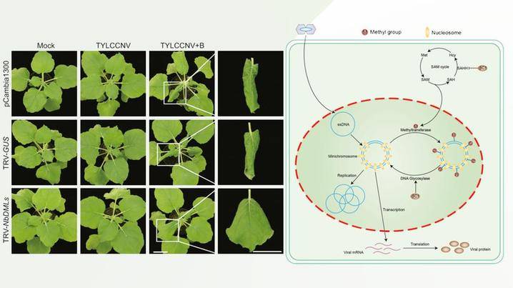 病毒能欺骗植物DNA放弃“抵抗”吗?科学家有了新答案