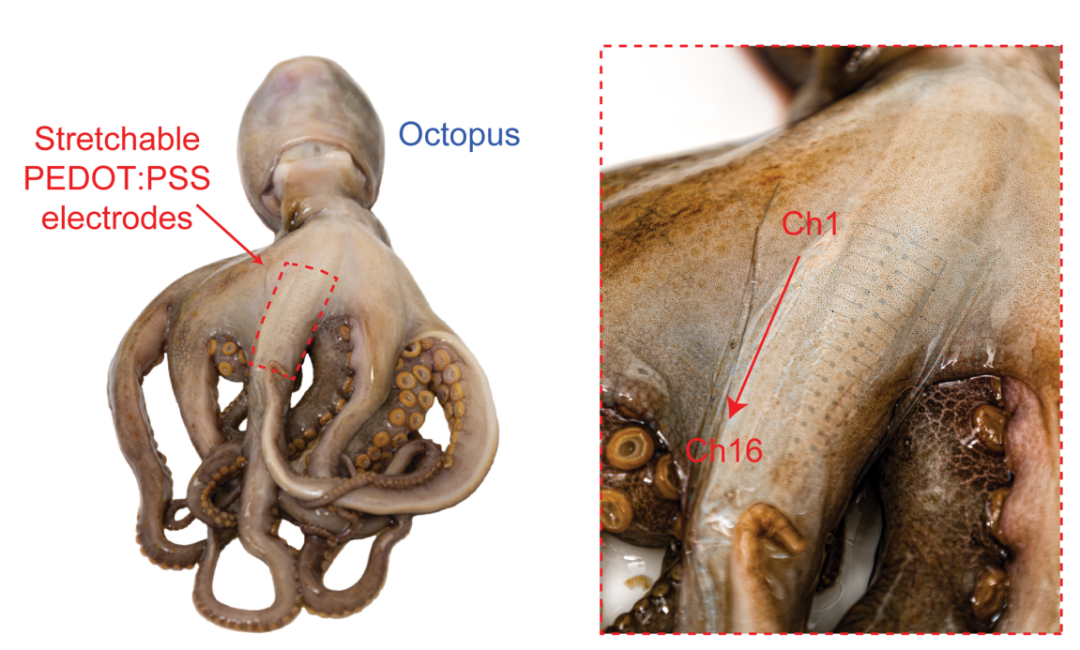 连接在章鱼臂上的可伸缩电极阵列（蒋圆闻供图）.png