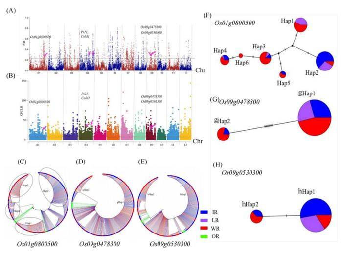 杂草也能做贡献！科学家发掘杂草稻抗旱基因