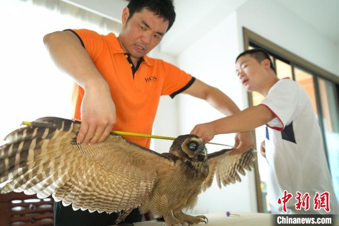 福建建瓯：成功救治国家二级保护动物褐林鸮