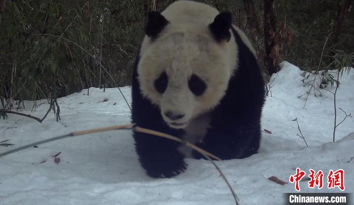 拍攝到的大熊貓。　四川小寨子溝國家級自然保護區管理處供圖