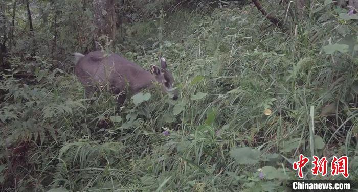 拍攝到的野生動物。　四川小寨子溝國家級自然保護區管理處供圖