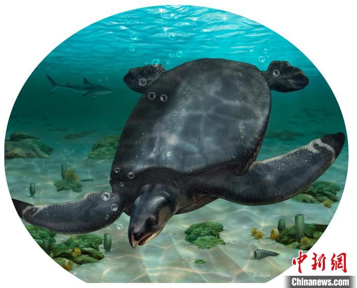 国际最新研究发现新物种化石或为全球史上最大海洋龟类之一
