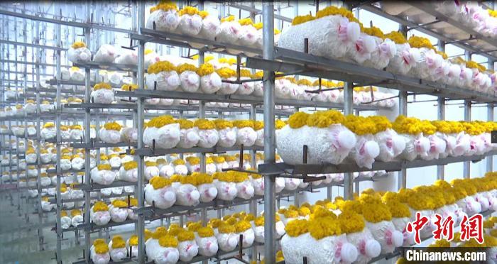 资料图：齐河县大黄乡食用菌规模产业园的培育室内，金耳菌整齐排列在菌包上。　齐河县委宣传部供图