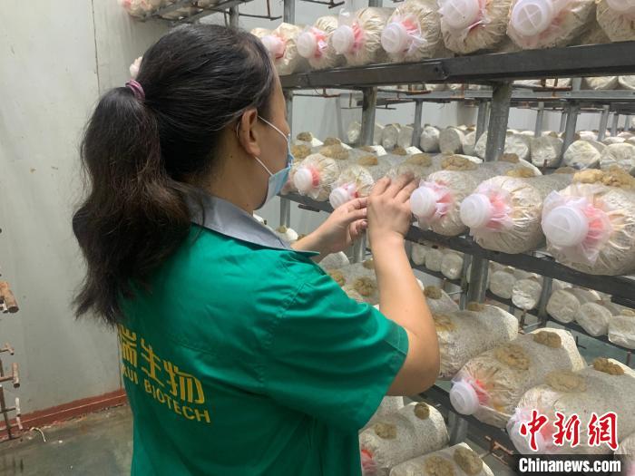 资料图：工作人员对金耳菌包进行管理。　齐河县委宣传部供图