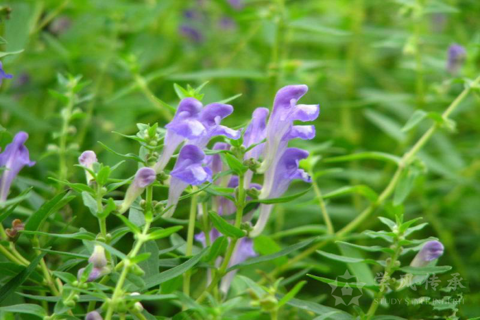 中药材小科普:黄芩 