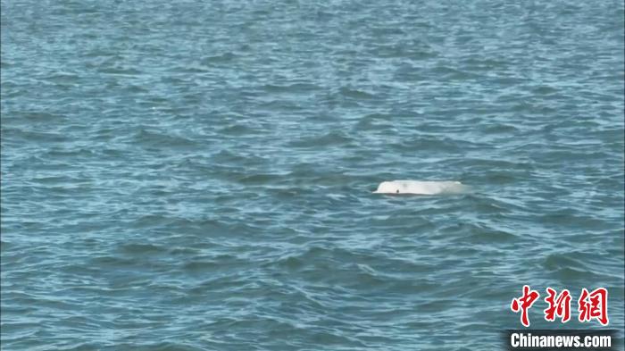 潮州市三百门港附近海域发现中华白海豚。　广东海警 供图
