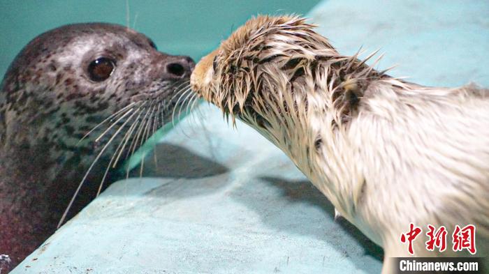 海豹妈妈和幼崽的温馨时刻，其实它们在靠嗅觉确认彼此。　沈北新区区委宣传部供图