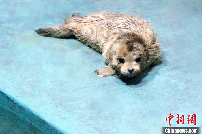 可爱的小海豹一脸呆萌，在逐渐熟悉生活环境。　沈北新区区委宣传部供图