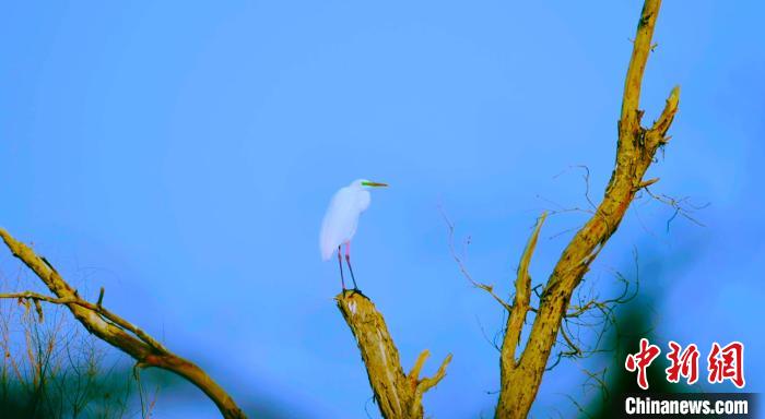 塔里木河流域候鸟蹁跹展现盎然春意