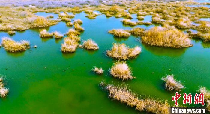 碧波荡漾的塔里木河与胡杨、芦苇、蓝天、沙漠以及水鸟交相辉映，呈现出一幅独具特色的春日画卷。　吐尔逊·吾斯曼 摄