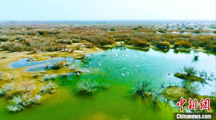 在新疆巴州轮台县境内的塔里木河下游两岸湿地，有的鸟儿成群飞过碧绿的湿地。　吐尔逊·吾斯曼 摄