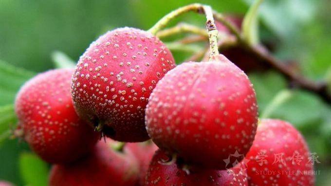 中药材小科普:山楂