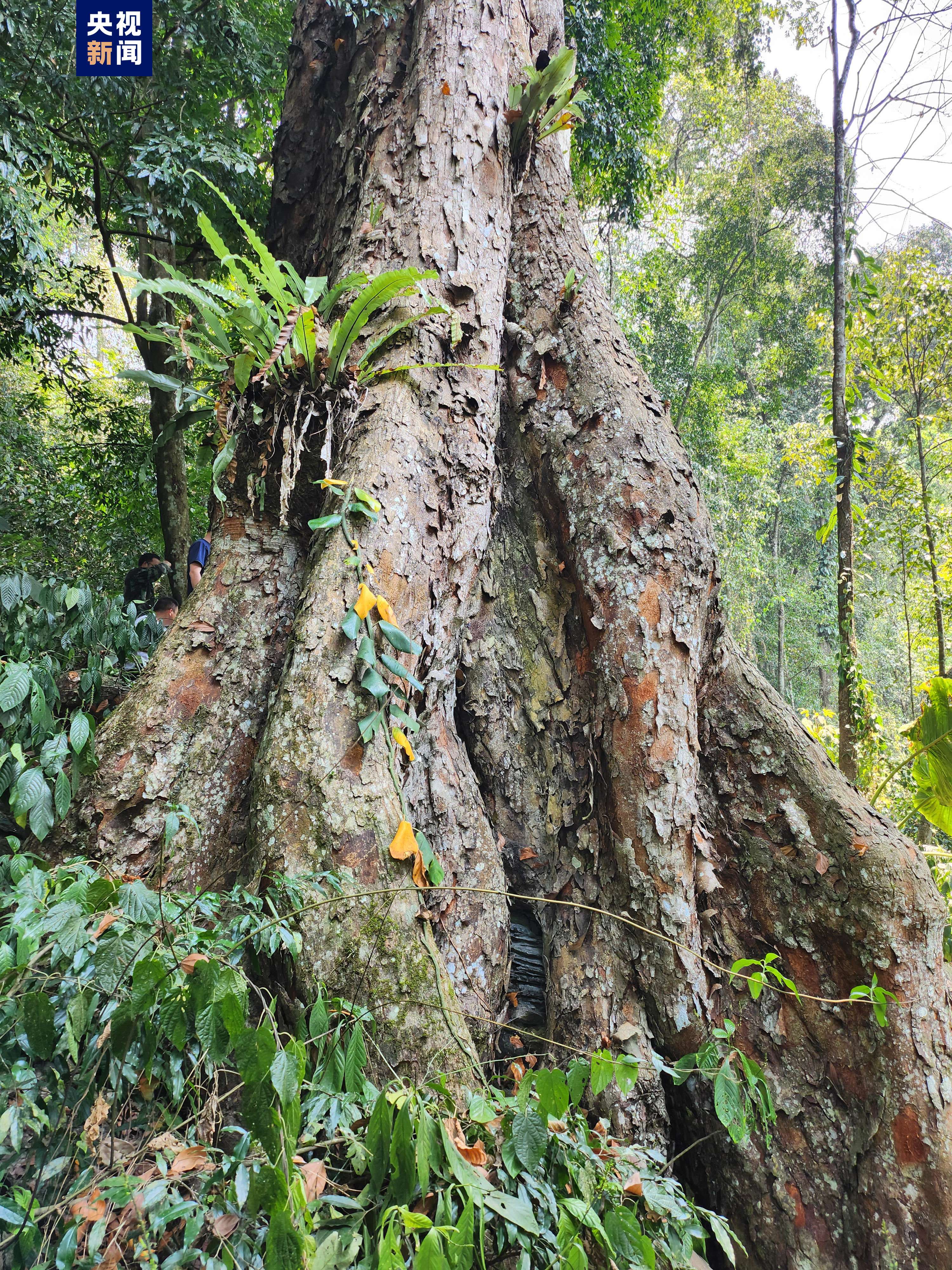 树龄2000余年云南马关发现国家二级保护野生植物蚬木王