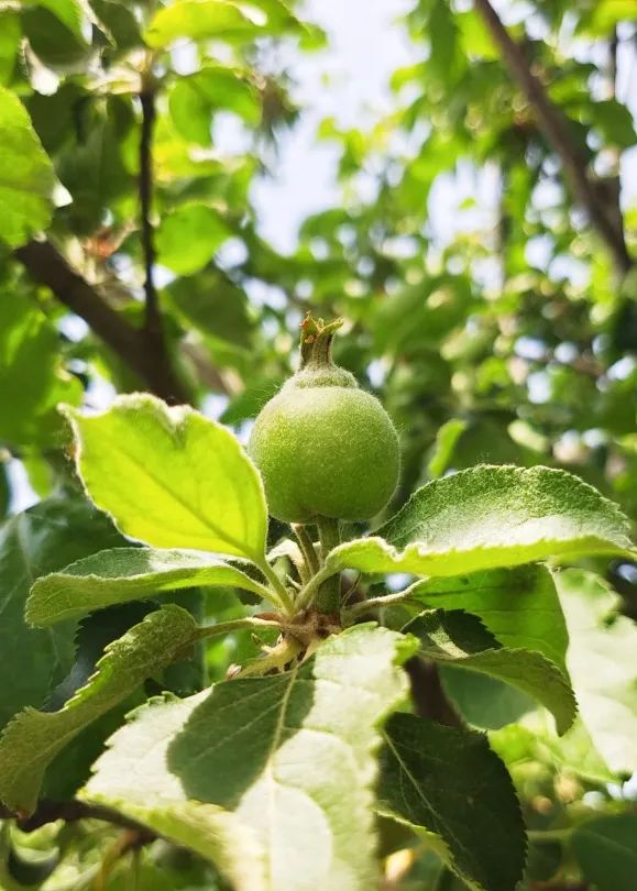 天津大学北洋园校区的牛顿苹果树结出硕果从英国到中国,从天津大学