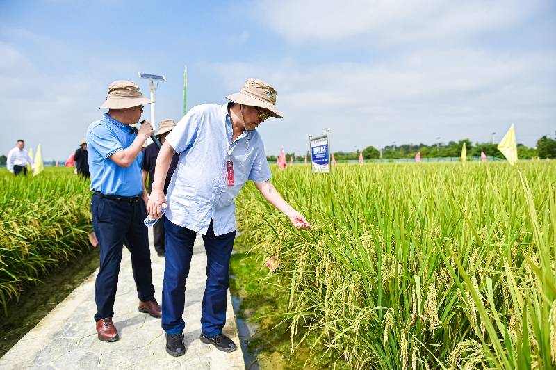 我国育出可大面积推广的早中晚低镉水稻新品种