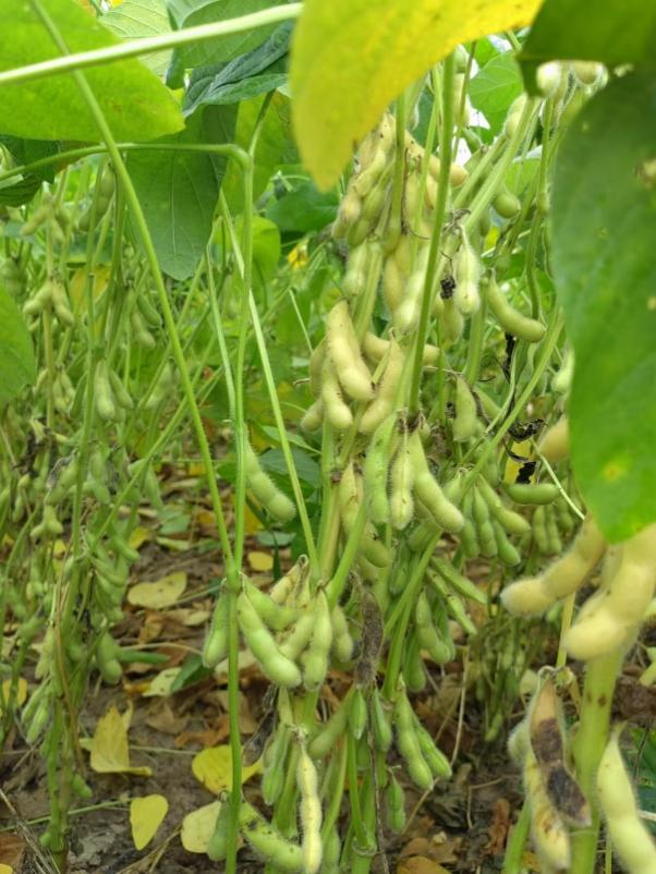 中黄357山东东营盐碱地示范田创造300公斤以上高产典型