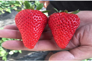 首个八倍体品种红颜草莓的端到端基因组图谱发布