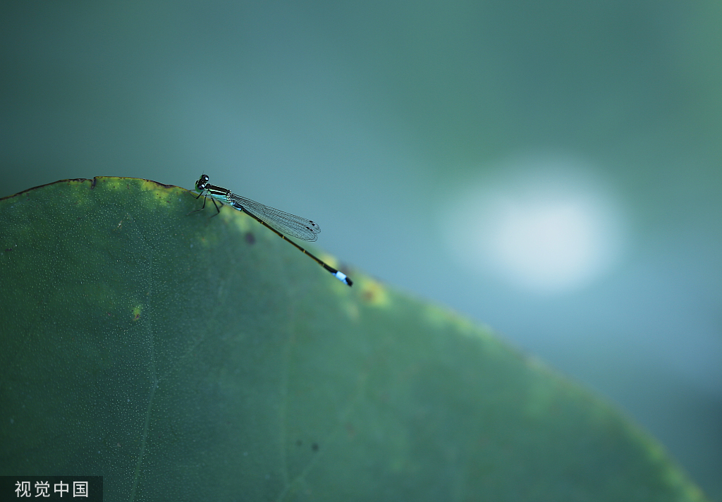 VCG21gic18852889.jpg
