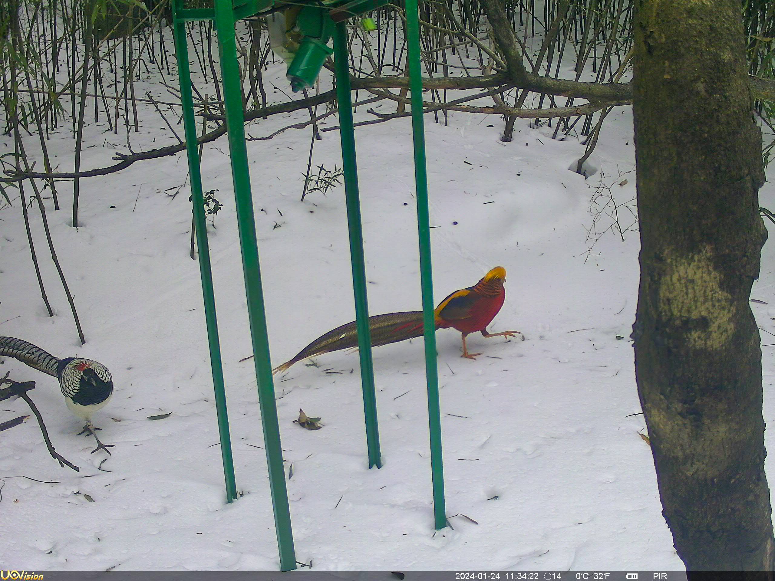 南岳衡山再拍到白腹锦鸡和红腹锦鸡同框