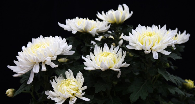 清明节到来之际，各地各部门开展多种形式的纪念活动——缅怀革命先烈 坚定理想信念