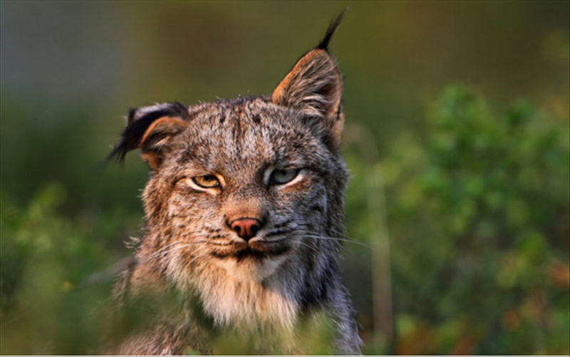 威武大型猫——猞猁,曾经被人们臆想为是魔鬼的象征,到处被捕杀,如今