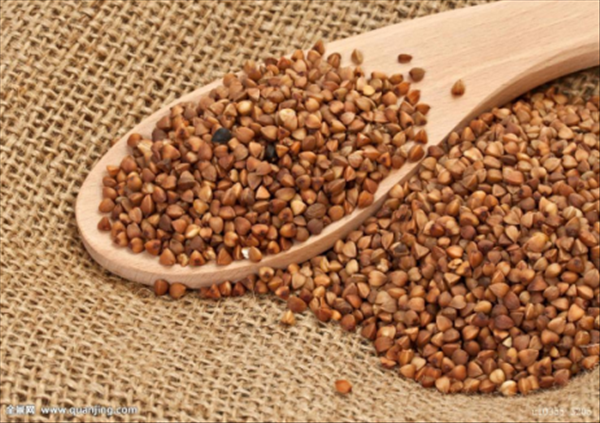 濒危野荞现状堪忧,该如何保护我国生物遗传资源? | 绿会项目