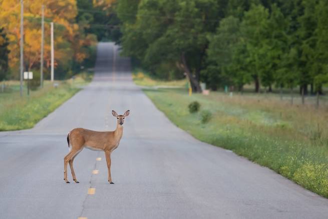 a deer standing in the road