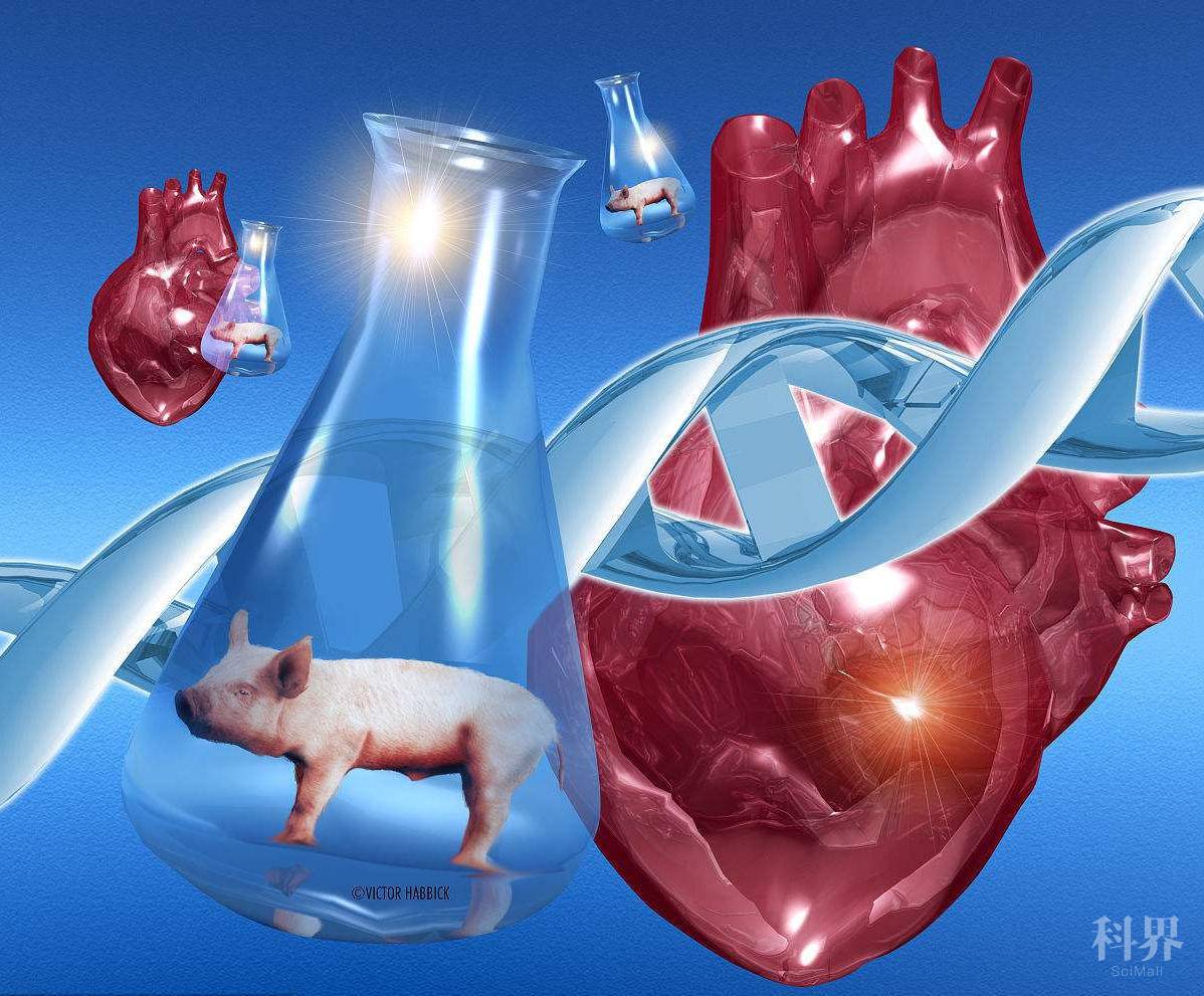生命奥秘:把猪器官移植到人体,即将成为现实了吗?