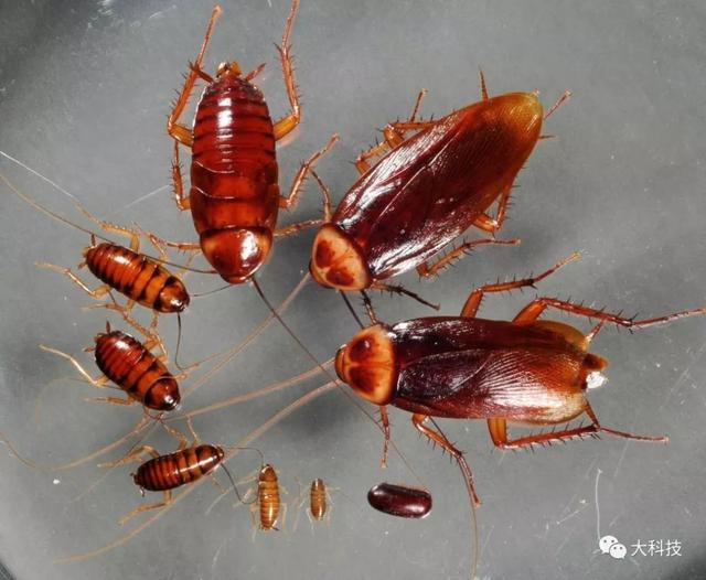 基因研究助解 蟑螂不死之谜