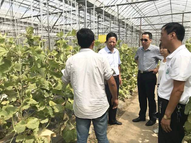 科技资讯 省科协领导赴原平调研关注网纹甜瓜种植许富昌,张秀亲等赴