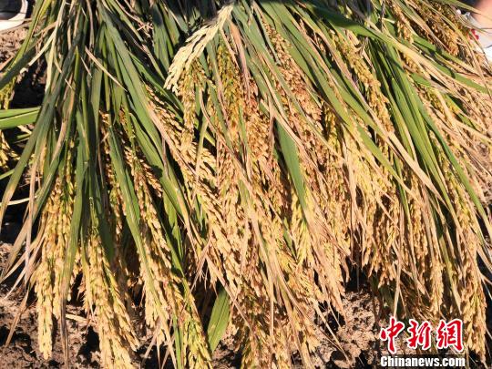 在青岛市城阳区滨海盐碱地稻作改良示范基地种植的编号为1083的水稻材料。　王作岩 摄