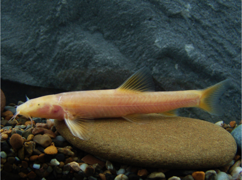 中国高原鳅属新添四新成员----中国科学院