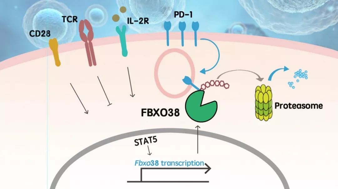 调控T细胞抗肿瘤功能的效应分子“FBXO38”