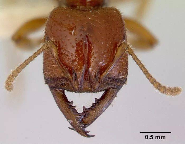地球动作最快生物揭晓它和高铁一样快