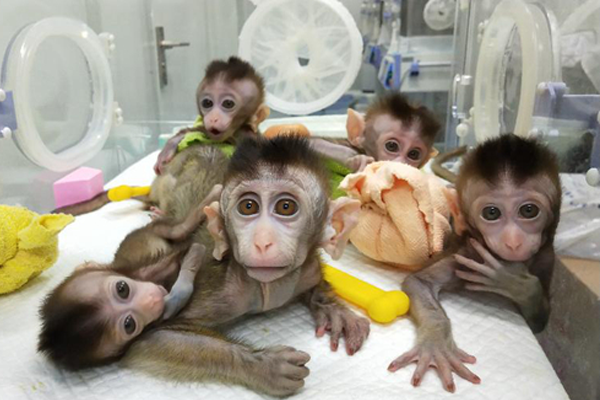 5只生物节律紊乱体细胞克隆猴诞生，攻克疾病模型猴的构建难题！