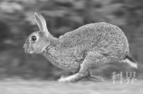 尼安德特人曾猎兔为食