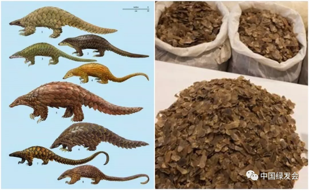 穿山甲鳞片有毒,在传统中药中亦为下品药|穿山甲正名之年