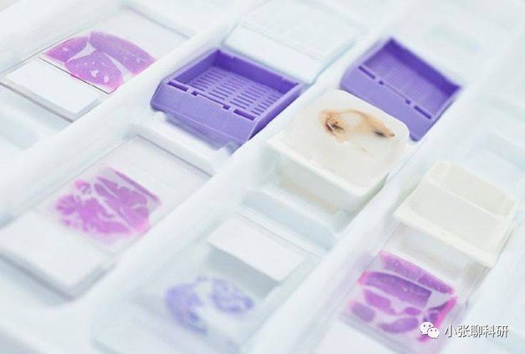 石蜡块包埋组织怎么用,一文就够了