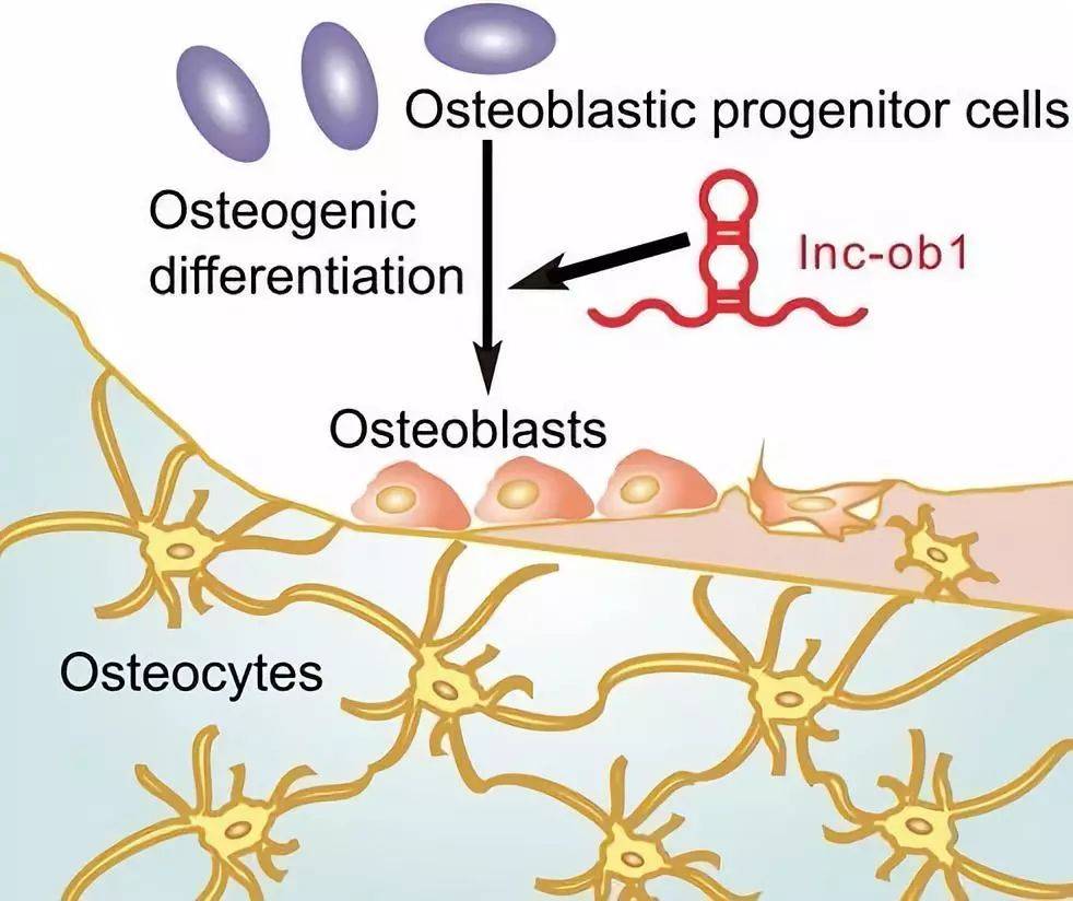 中国学者发现lncrna具有促进骨形成和治疗骨质疏松的能力
