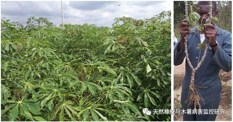 又一毁灭性病害入侵中国木薯花叶病毒病在我国多地发生为害