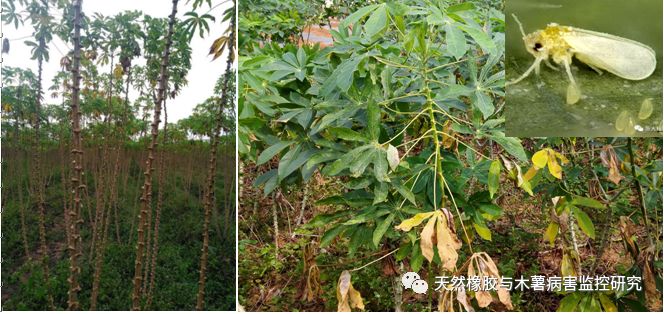 又一毁灭性病害入侵中国木薯花叶病毒病在我国多地发生为害