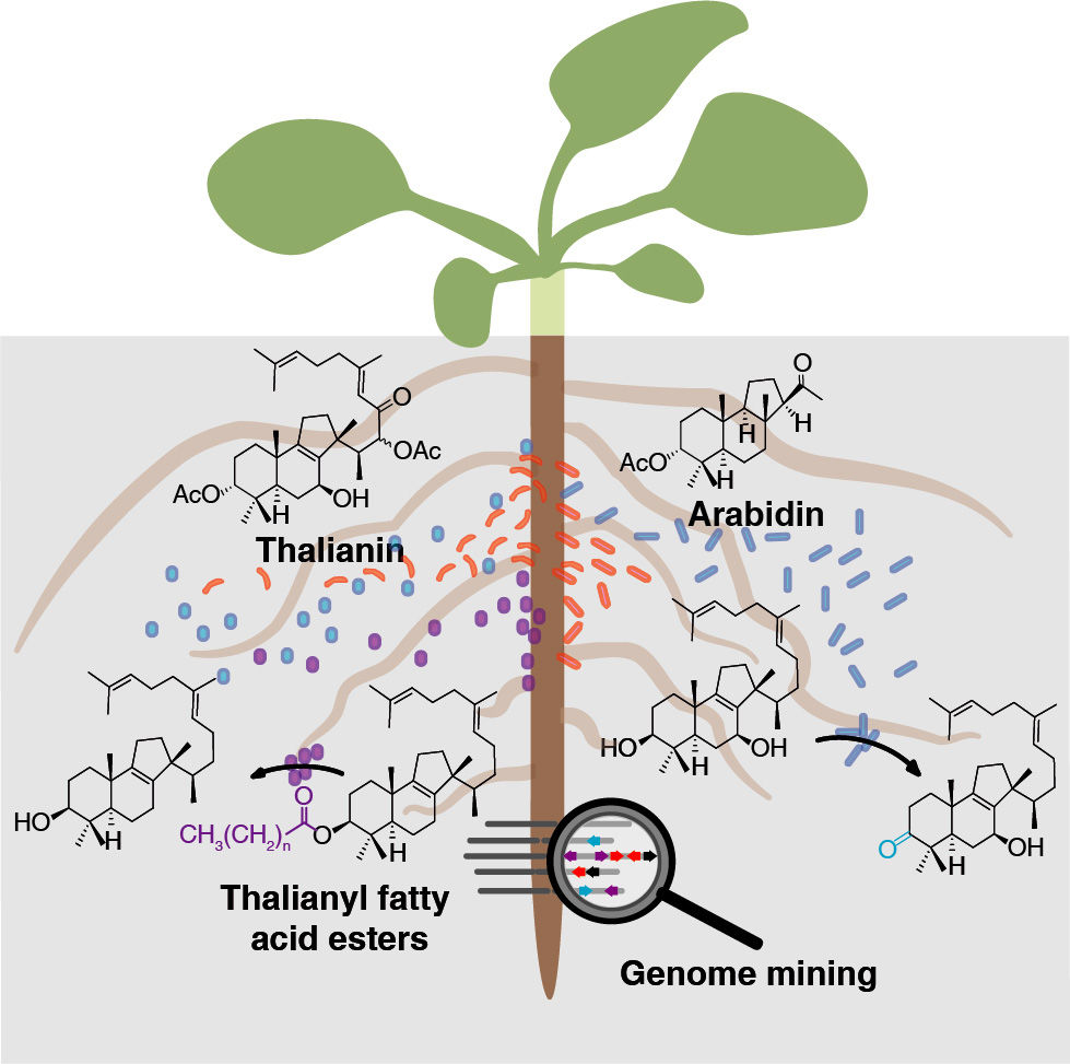 重磅 遗传所science发文揭示拟南芥三萜化合物对植物根系微生物组的调控规律学术资讯 科技工作者之家