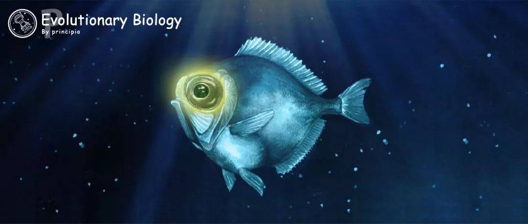 深海给了我黑色的眼睛,我却用它来寻找光明.