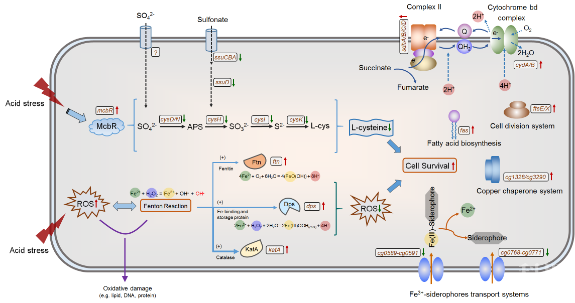 天津工生所揭示谷氨酸棒杆菌抵御低酸胁迫的生理机制