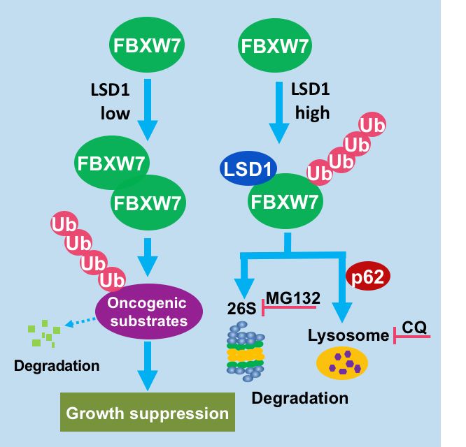 該研究在領域內首先報道了lsd1之前未知的去甲基化酶活性之外的功能