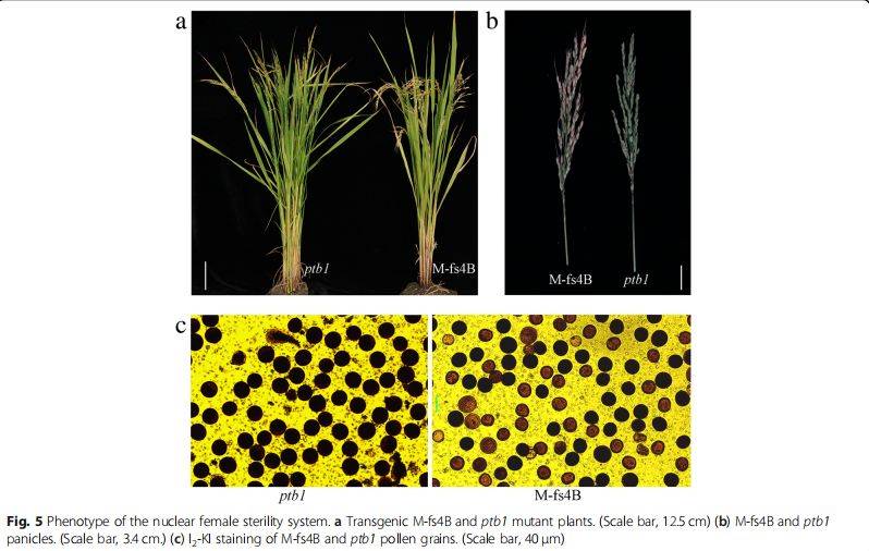 湖南杂交水稻中心和川农等单位合作解决了雌性不育水稻的繁殖难题