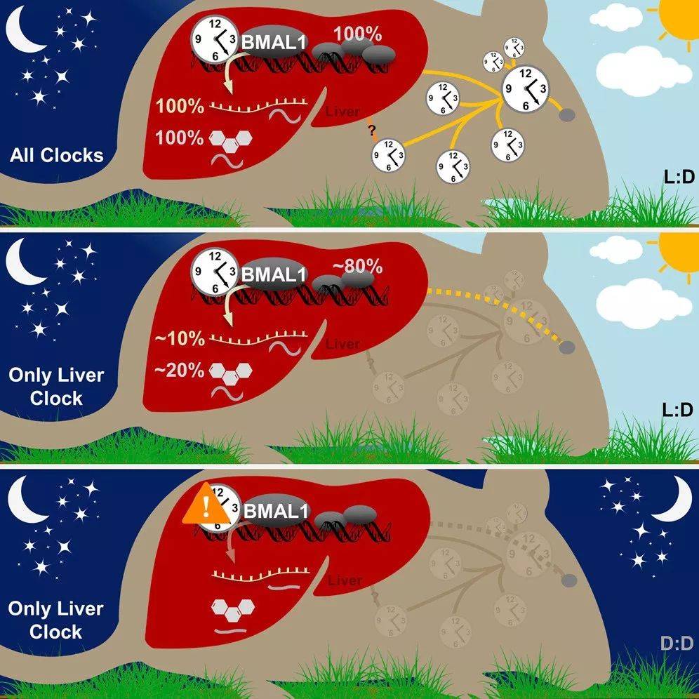 当你日夜颠倒,皮肤,肝脏全都知道